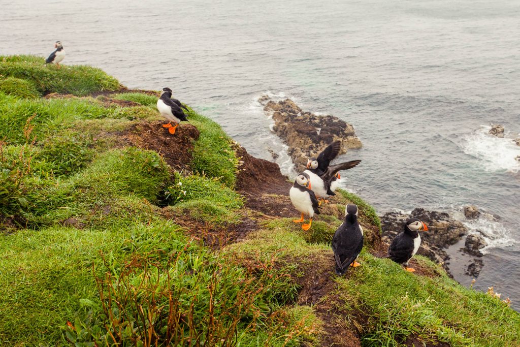 A group of puffins on a clifftop in Scotland.