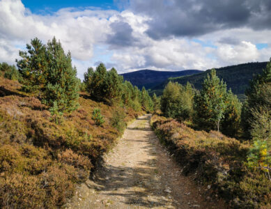 A Highland Safari & Tips for Wildlife Watching in Scotland