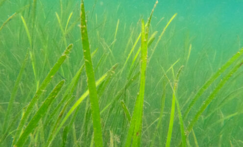 ‘All That Could Be’ – Seagrass Restoration in Loch Craignish