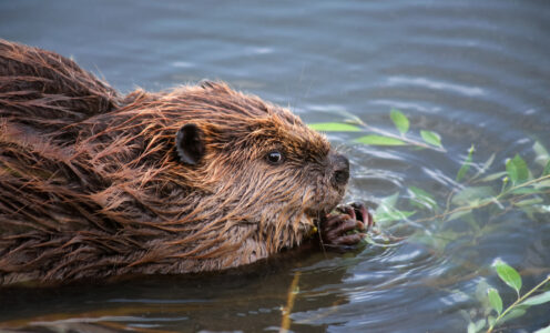 ‘A Long Time Coming’ – Beaver Safari on the River Tay