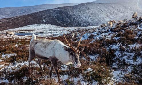 ‘A Coorie Winter’ – A Winter trip to the Cairngorms & Moray Coast