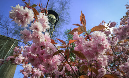 ‘Sleep Came Early’ – Cherry Blossom in Helensburgh