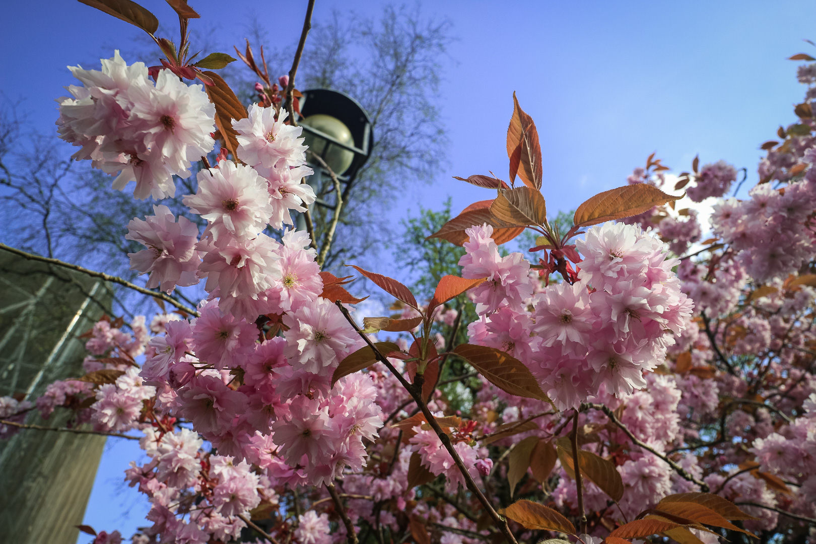 ‘Sleep Came Early’ – Cherry Blossom in Helensburgh