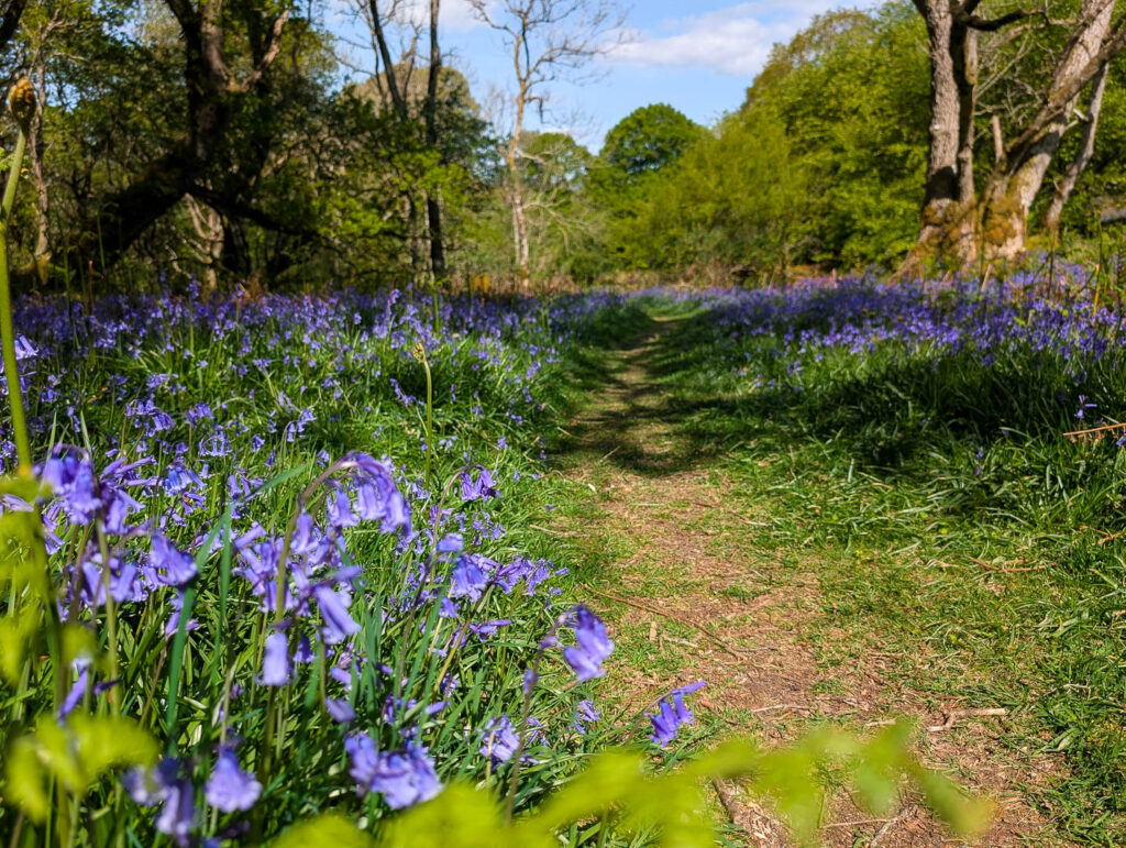 Bluebells at Carstramon Wood, Galloway